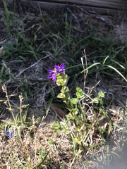 Triodanis perfoliata