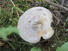 Lactarius trivialis