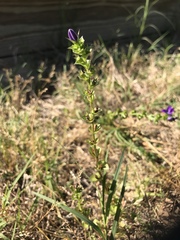 Triodanis perfoliata