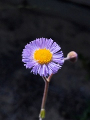 Erigeron quercifolius