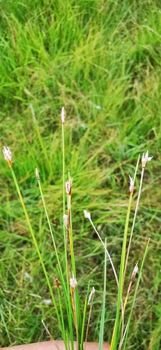 Image of Eleocharis quinqueflora by (c) Sigitas Juzėnas, some rights reserved (CC BY)