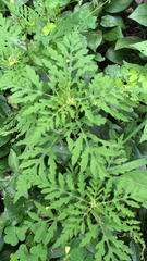 Ambrosia artemisiifolia