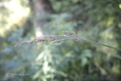 Calamagrostis stricta