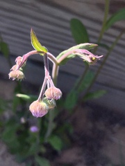 Erigeron quercifolius