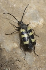 Judolia instabilis