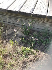 Erigeron quercifolius