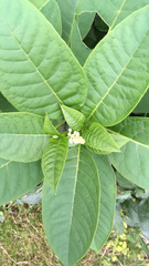 Phytolacca americana