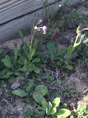 Erigeron quercifolius