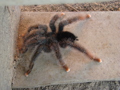 Avicularia