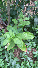 Phytolacca americana