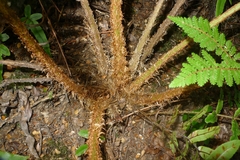 Cyathea colensoi