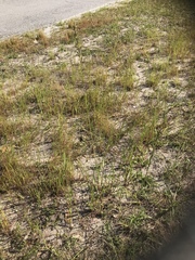 Lolium multiflorum