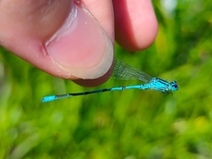 Coenagrion puella
