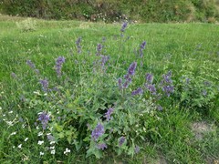 Nepeta grandiflora