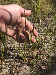Lolium multiflorum