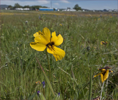 Viola douglasii