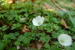 Oxalis magellanica