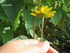 Heliopsis buphthalmoides