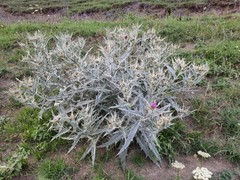 Cirsium argillosum