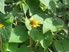 Heliopsis buphthalmoides