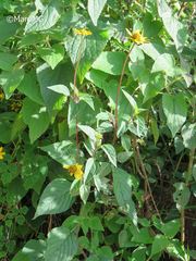 Heliopsis buphthalmoides