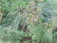 Teucrium orientale