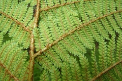 Cyathea colensoi