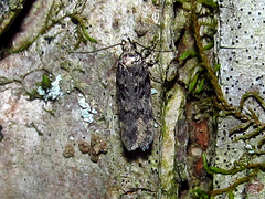 Chionodes thoraceochrella