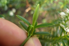 Veronica brachysiphon