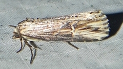 Crambodes talidiformis
