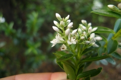 Veronica brachysiphon