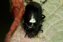 Phratora vulgatissima