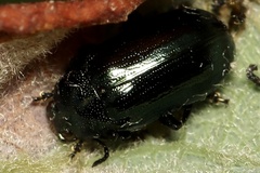 Phratora vulgatissima