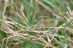 Acrida cinerea