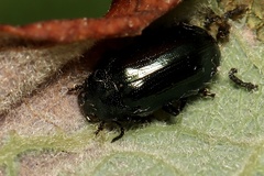 Phratora vulgatissima