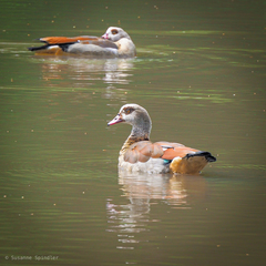 Alopochen aegyptiaca