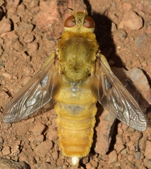 Heteralonia aeaca
