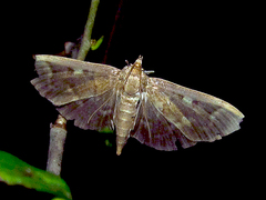 Herpetogramma sphingealis