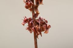 Rumex obtusifolius obtusifolius