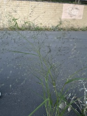 Eragrostis albensis