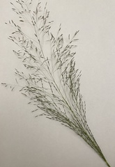 Eragrostis albensis