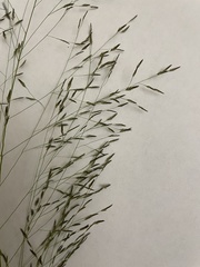 Eragrostis albensis