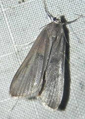 Parapoynx maculalis