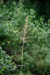 Saccharum spontaneum