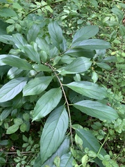 Rhamnus utilis