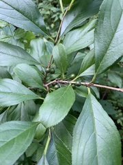 Rhamnus utilis