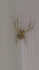 Araneus guttulatus