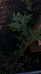 Solanum dulcamara