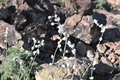 Froelichia arizonica