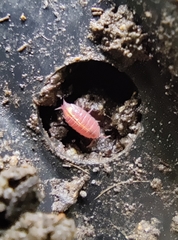 Androniscus dentiger